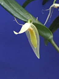 Pleurothallis  saueri.